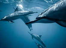 开云-专访王蔷④：生活愈加复杂 灿烂微笑是最好的面具